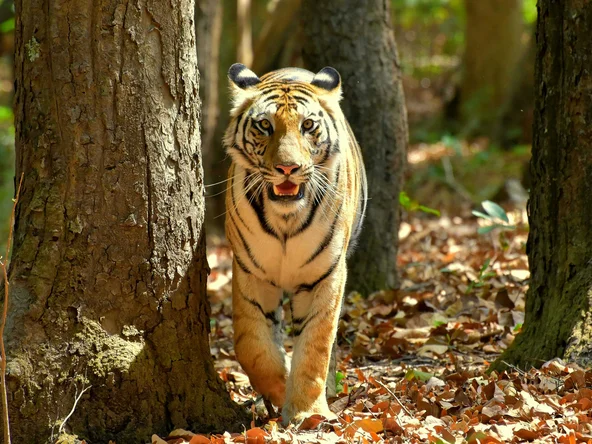 Tiger 4