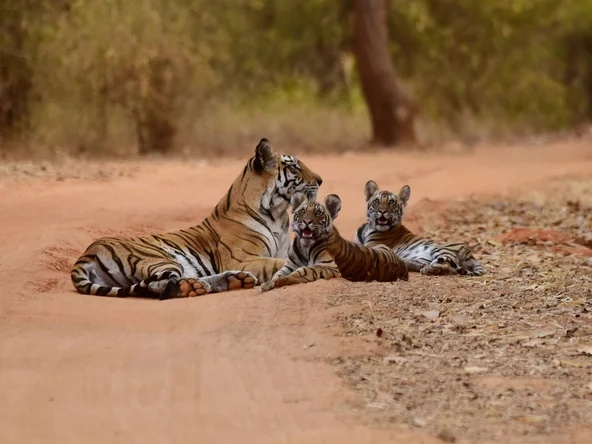 Bandhavgarh National Park tigers