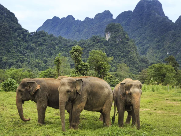 Ethical elephant experience in Khao Sok National Park with Elephant Hills