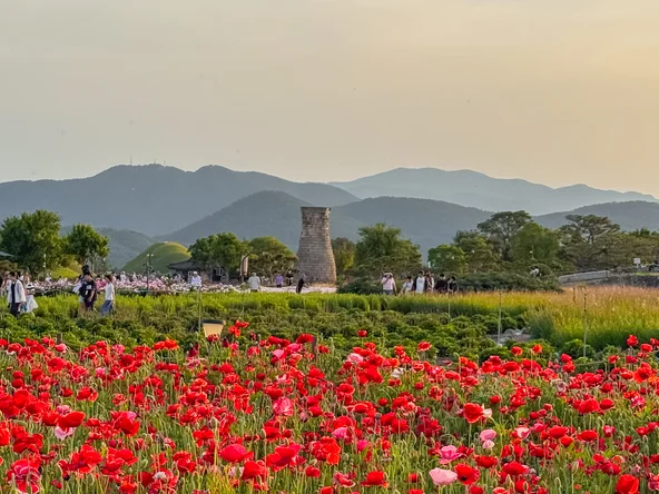 Full poppy field in Gyeongju with the observatory and hills in the background