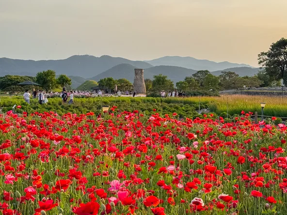 A poppy field in front of the observation tower in Gyeongju, South Korea in May