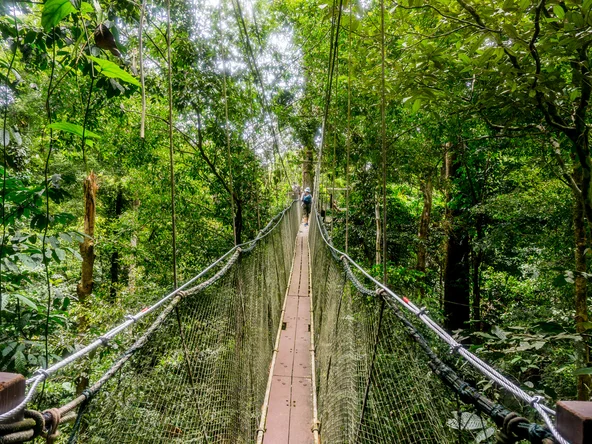 Mulu National Park rope bridge