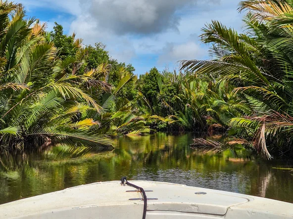 Mangroves in Tabin, Borneo on a solo adventure