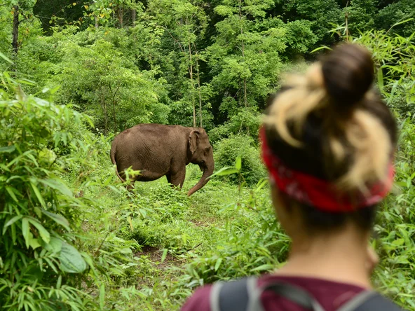Cambodia Mondulkiri Elephant Valley trekking with rescued elephants