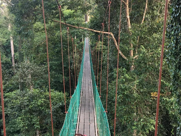 Tourist crossing a hanging bridge in the Danum Valley, Borneo