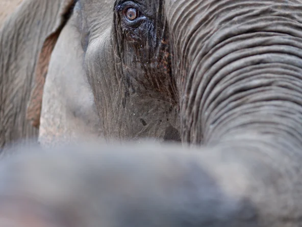 Ethical elephant sanctuary Thailand