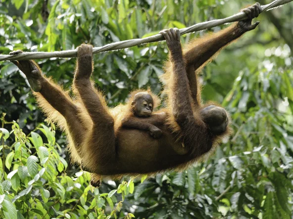 Orangutans in Sepilok, Borneo in April