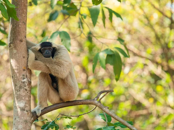 Phnom Tnout Pileated Gibbon in Cambodian Wildlife Sanctuary