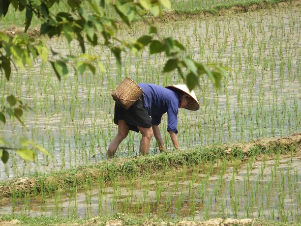 A local Vietnamese woman harvesting rice in a paddy in Mai Chau countryside