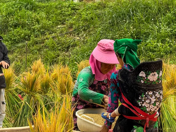 Harvest in October in Northern Vietnam