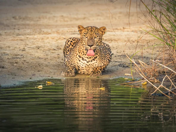 Drinking Leopard, Wilpattu. Sri Lanka