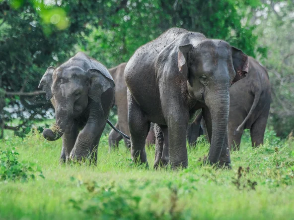 Elephants, Minneriya, Sri Lanka