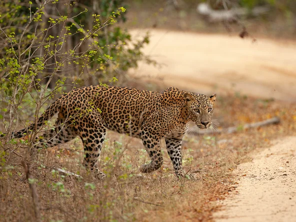 Leopard appears, Yala, Sri Lanka