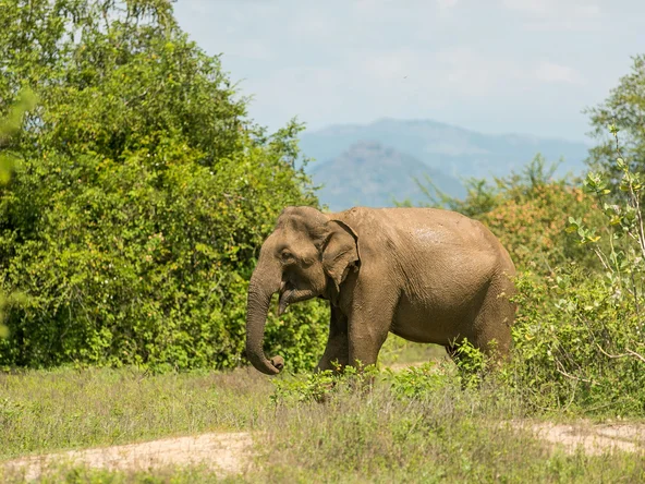 Lone Elephant, Udawalawe, Sri Lanka