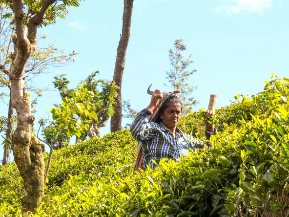 Teapicker, Haputale, Sri Lanka