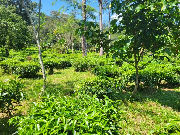 Chiang Mai - Araksa Tea Garden