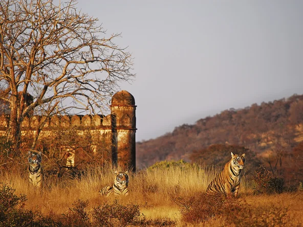 Fort Tigers, Ranthambore, India