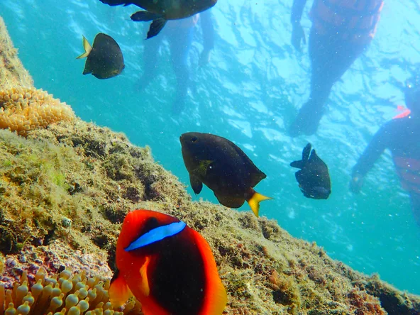 Kenting Snorkeling