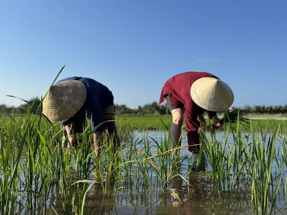 planting rice in Hoi An