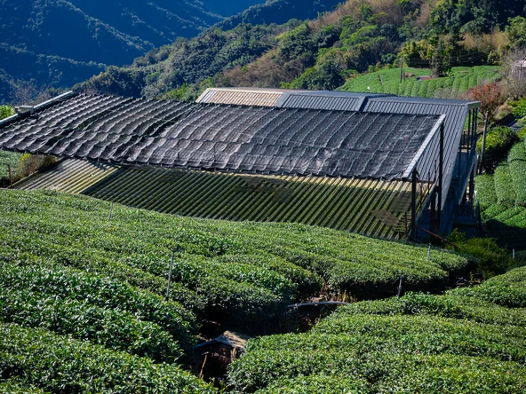 Taiwan Alishan Tea and Mountain