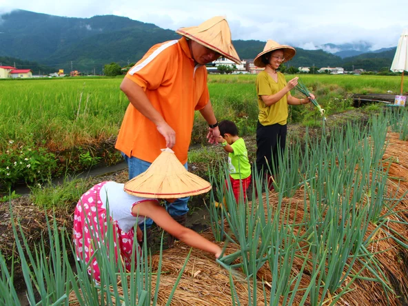 Spring Onion Farm