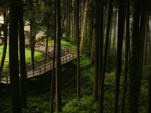 A forest with a boardwalk trail