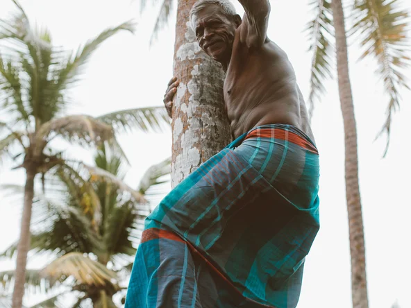 Coconut Man climbing tree, Kerala, India