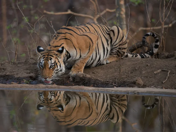 Drinking Tiger, Pench, India