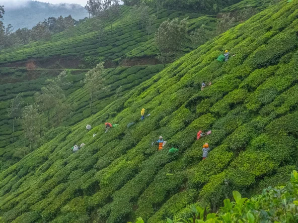 Munnar Tea Pickers, Munnar, India