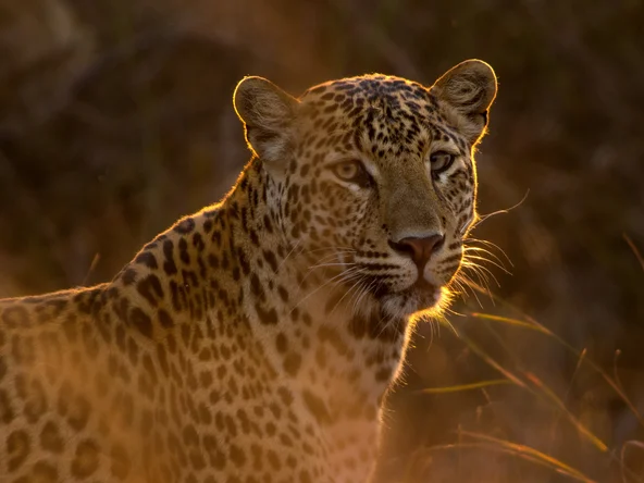 Panna Leopard, Panna, India