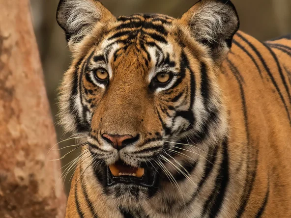 Tiger Kabini, Kabini, India