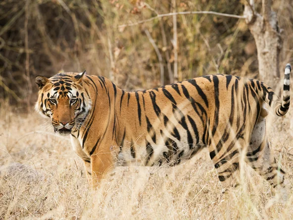 Tiger in the long grass, Kanha, India