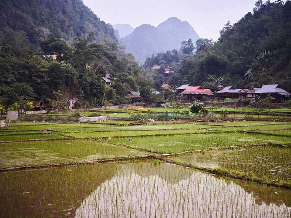 Partially flooded rice paddies in the foreground, with a village and forested hills in the background