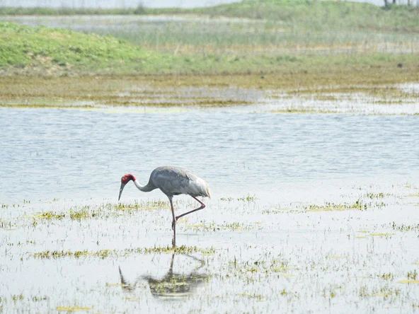 A surus crane stands on one leg in a flooded wetland