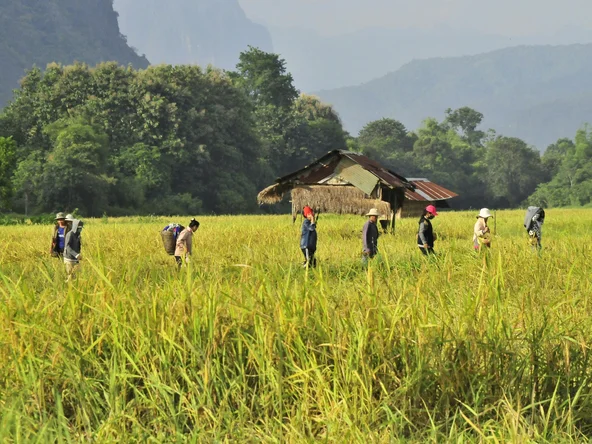A row of people walk through a rice paddy, with a small wooden hut in the background