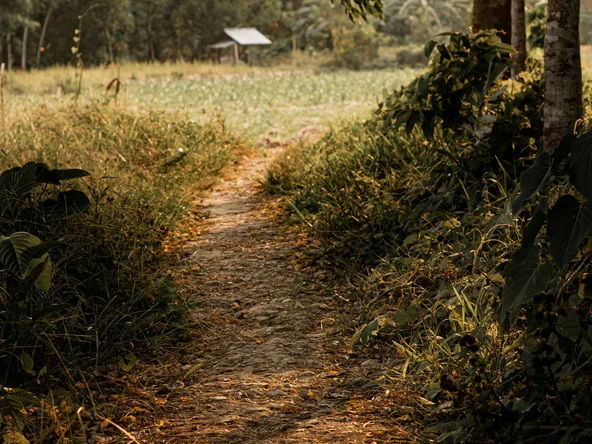 A dusty path opens up onto farmland