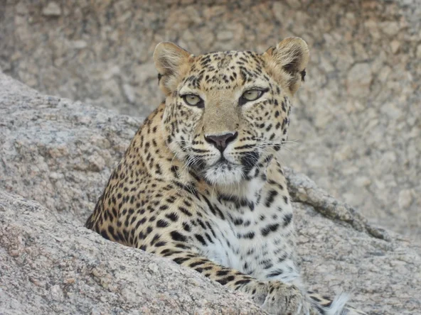 Leopard Brandon, Jawai, India