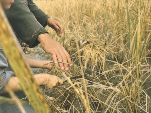 Two pairs of hands harvest rice with a small blade