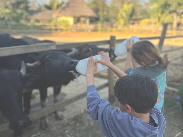 Two children feed young buffalo milk through a fence