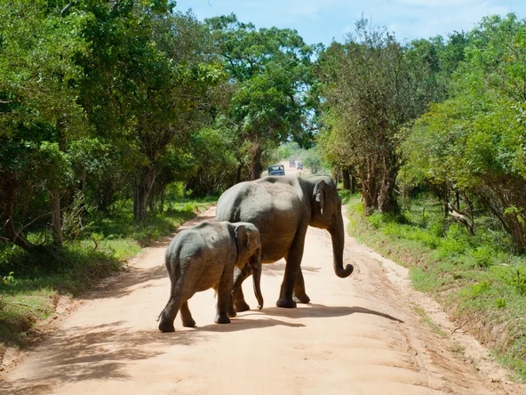 Elephants Yala