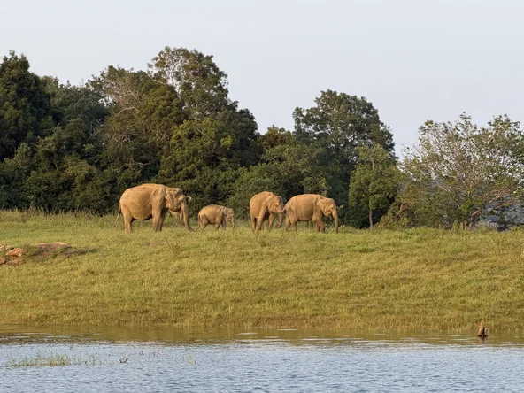 GalOyaNP Elephants
