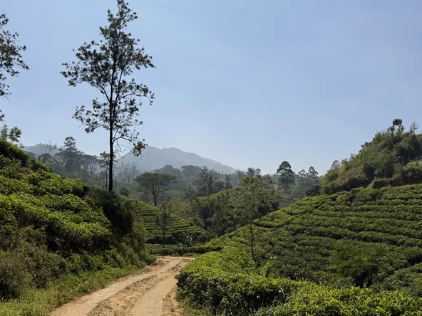 Pekoe_trail