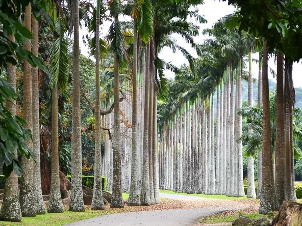 Peradeniya_Botanical_Gardens_palms