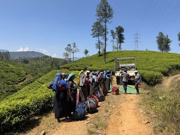 Tea_pickers