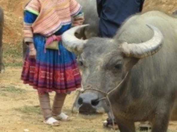 Buffalo at the market