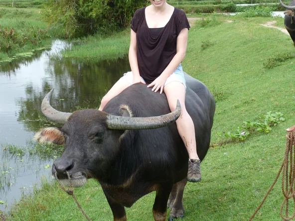 Riding a buffalo
