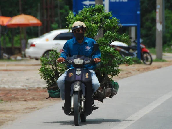 Transporting a tree by motorbike