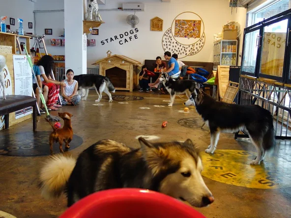Dog Cafe