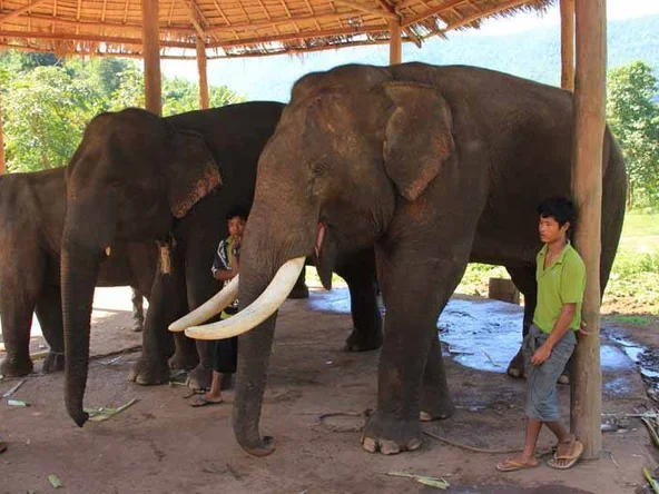 Elephants at Green Hill Valley