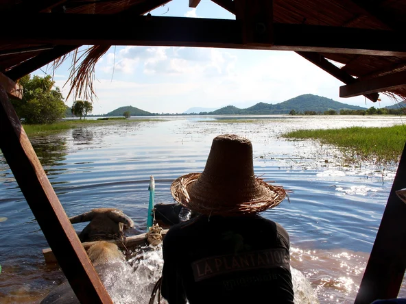 Kampot Pepper Farm Cambodia (2)